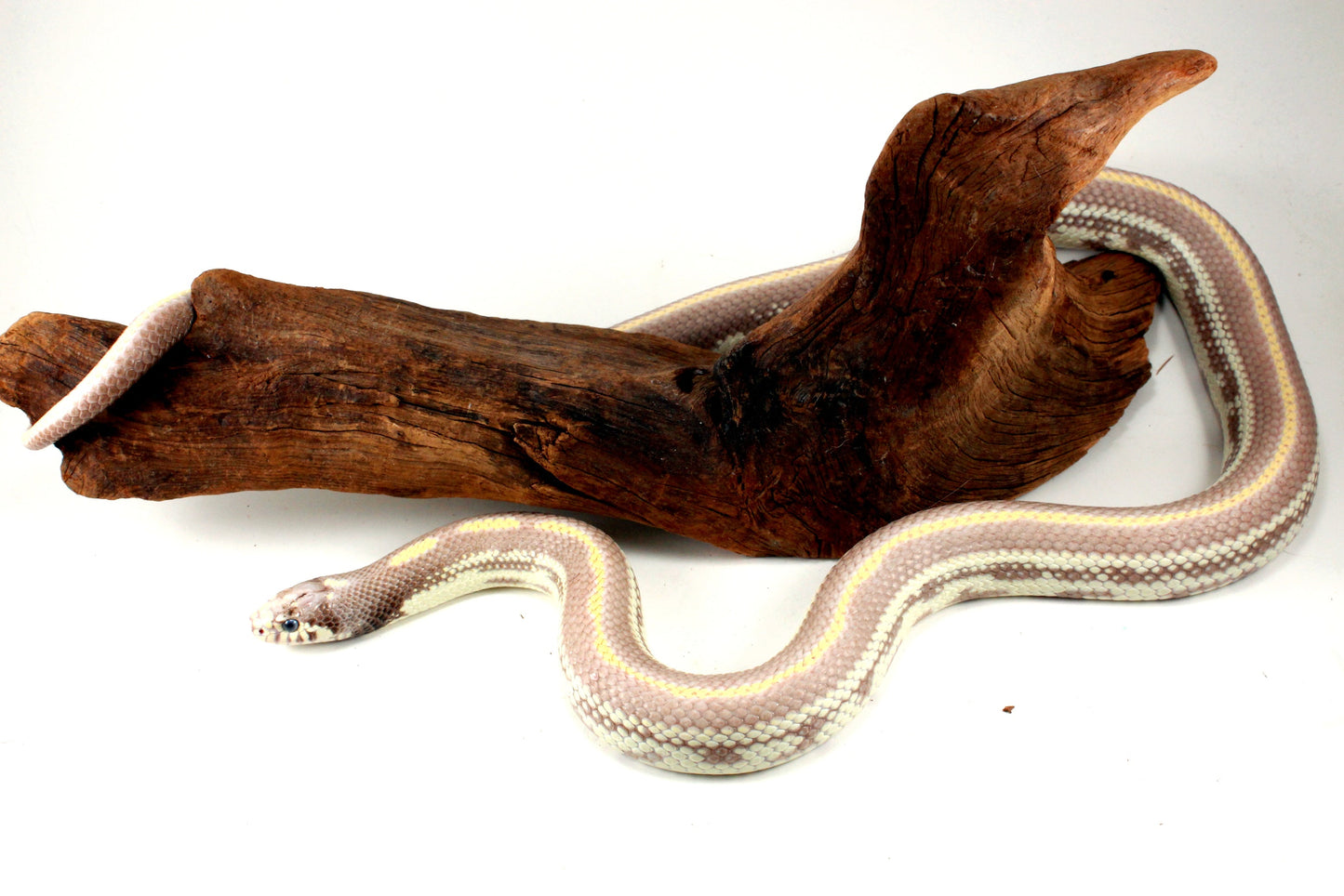 Blue Eyed Blonde California Kingsnake All Reptiles