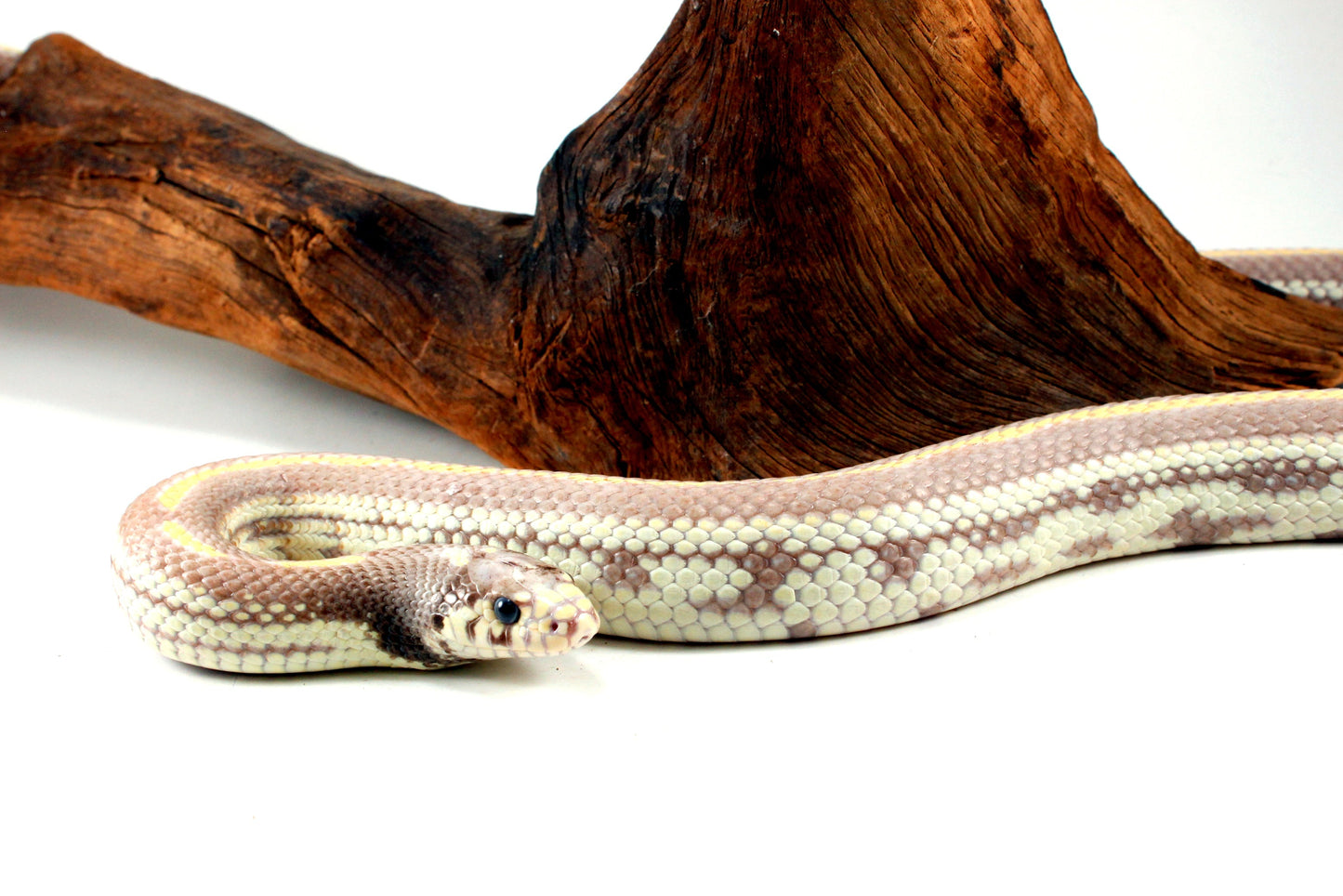 Blue Eyed Blonde California Kingsnake All Reptiles