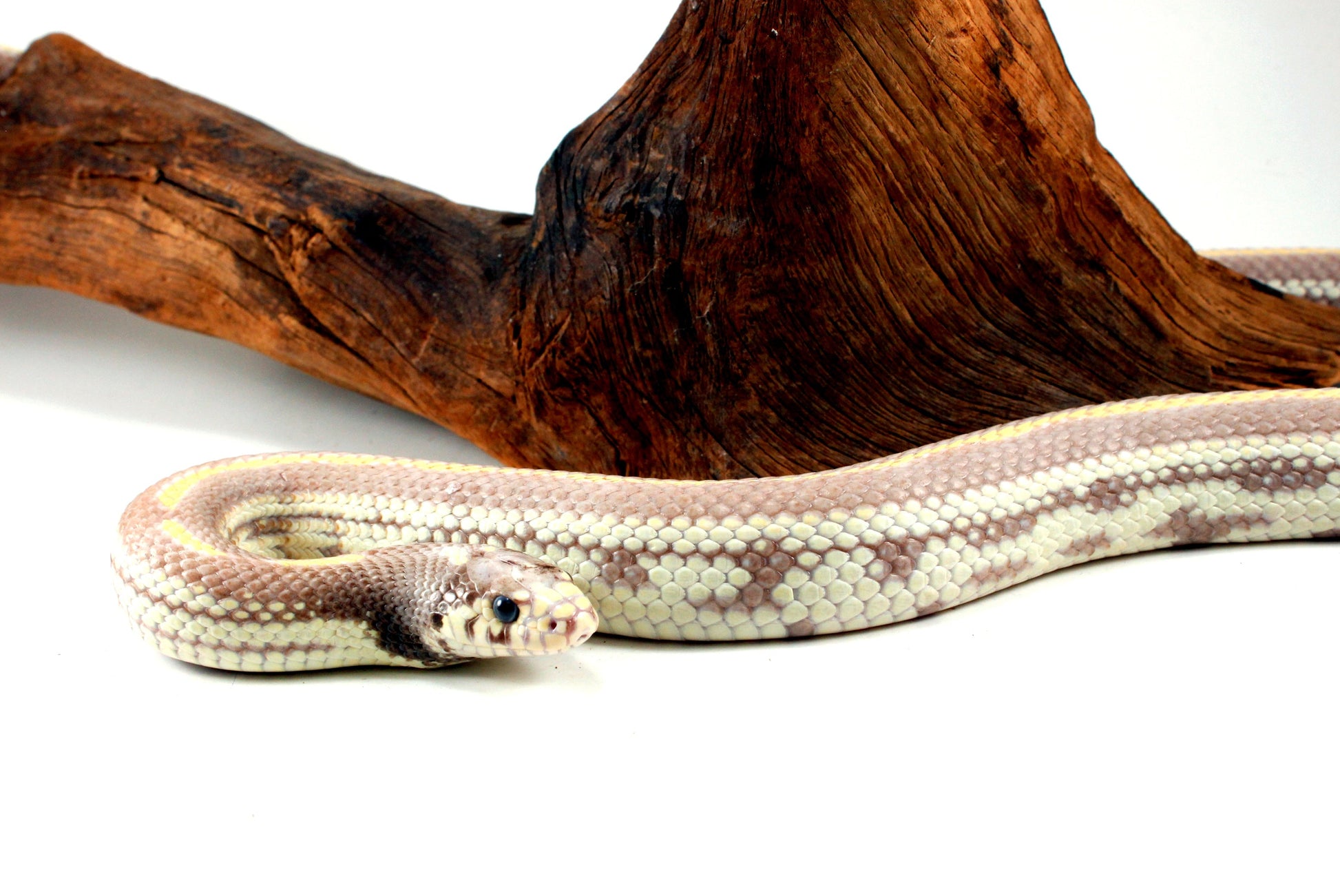 Blue Eyed Blonde California Kingsnake All Reptiles