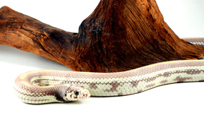 Blue Eyed Blonde California Kingsnake All Reptiles