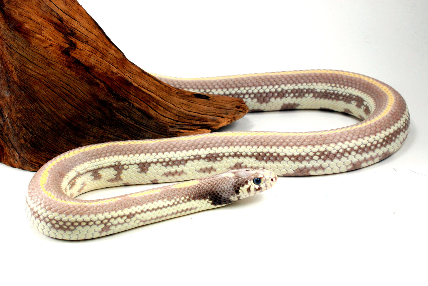 Blue Eyed Blonde California Kingsnake All Reptiles