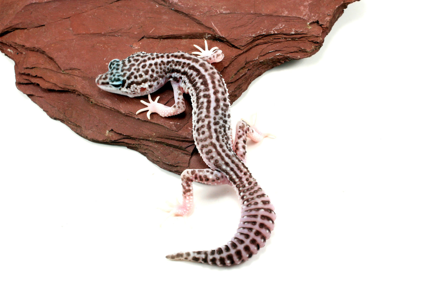 Mack Super Snow Leopard Gecko - Imperfect All Reptiles