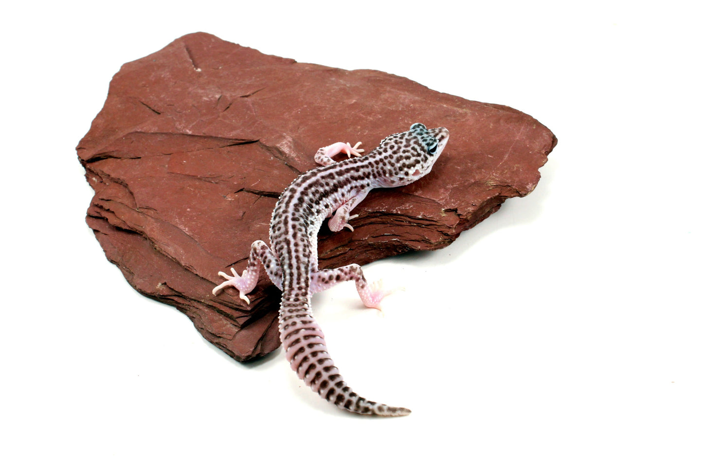Mack Super Snow Leopard Gecko - Imperfect All Reptiles