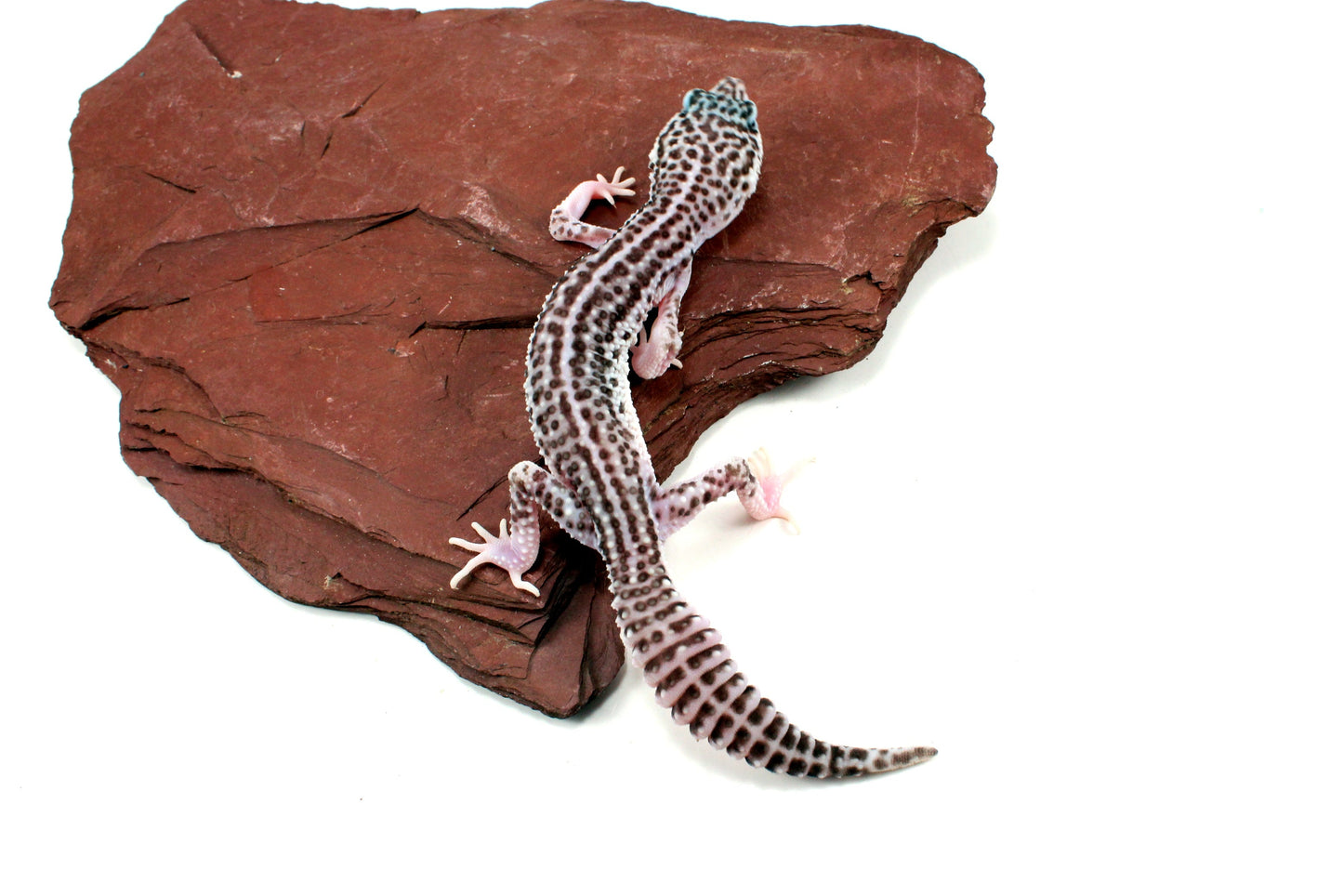 Mack Super Snow Leopard Gecko - Imperfect All Reptiles