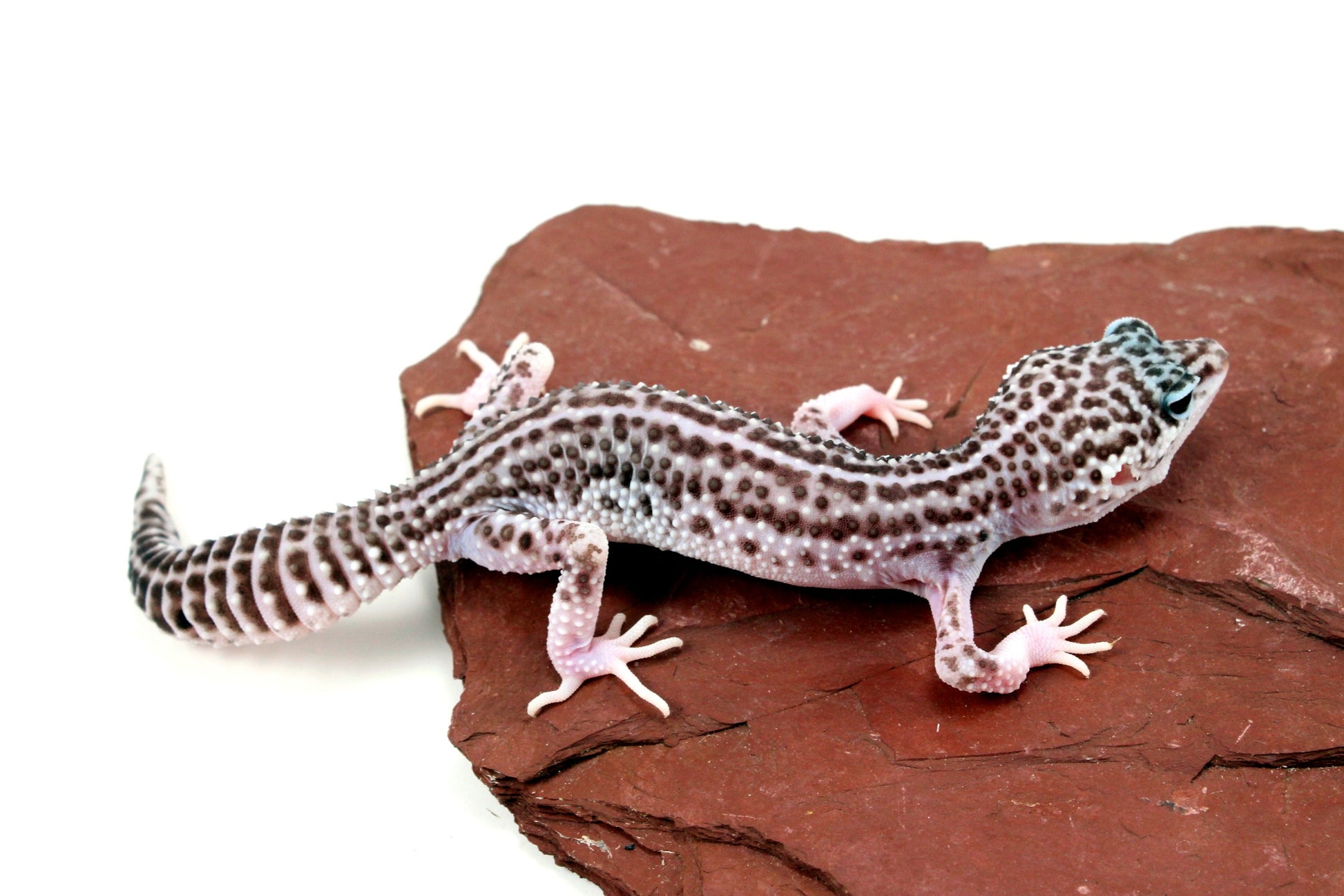 Mack Super Snow Leopard Gecko - Imperfect All Reptiles