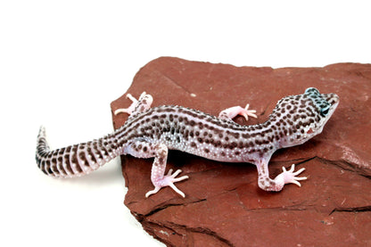 Mack Super Snow Leopard Gecko - Imperfect All Reptiles