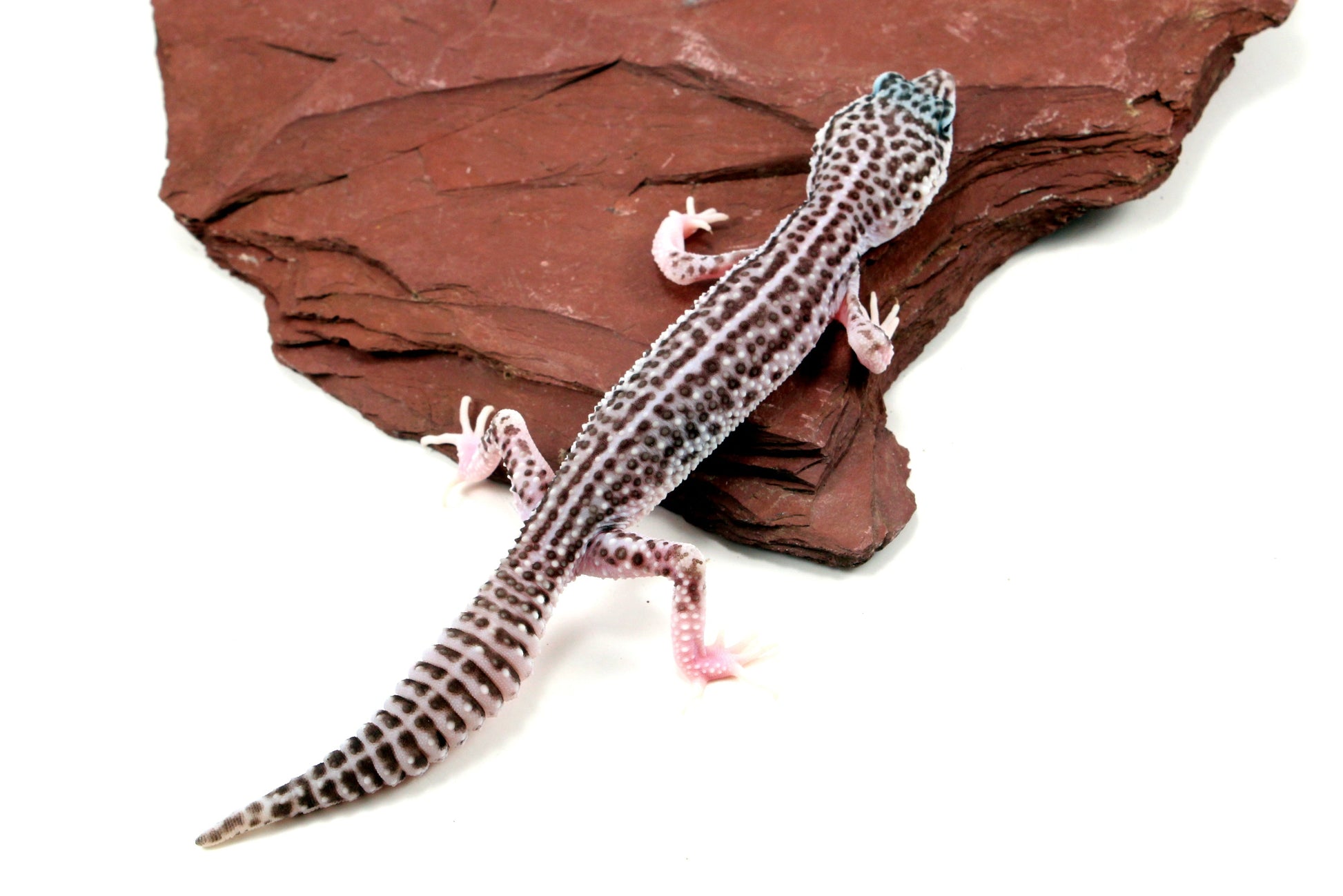 Mack Super Snow Leopard Gecko - Imperfect All Reptiles
