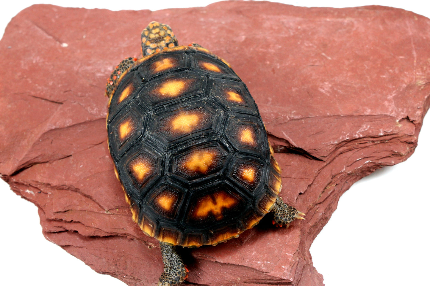 Red Foot Tortoise All Reptiles