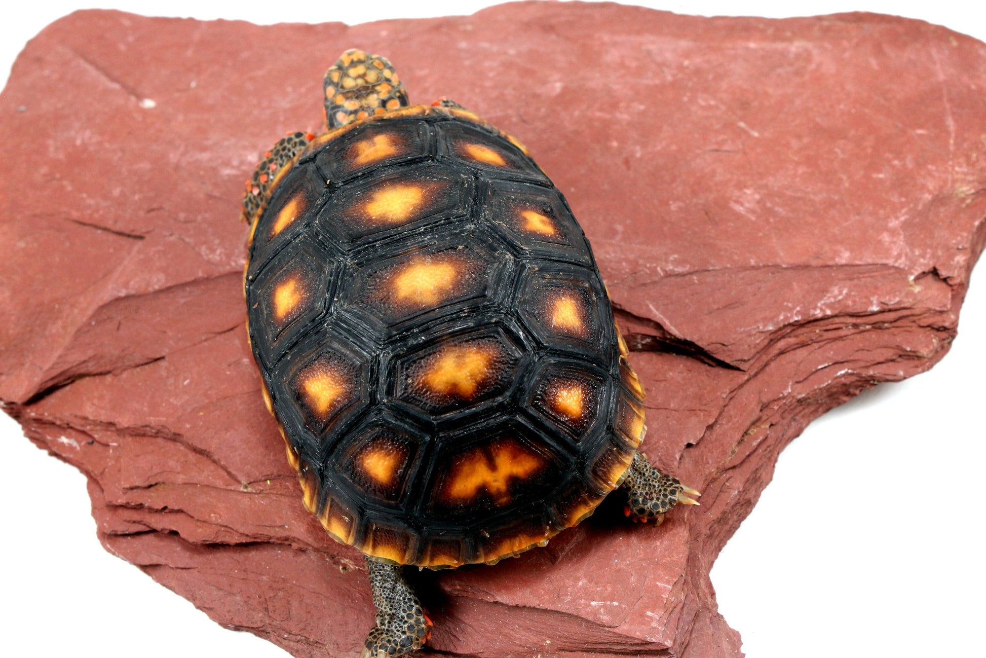 Red Foot Tortoise All Reptiles