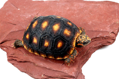 Red Foot Tortoise All Reptiles