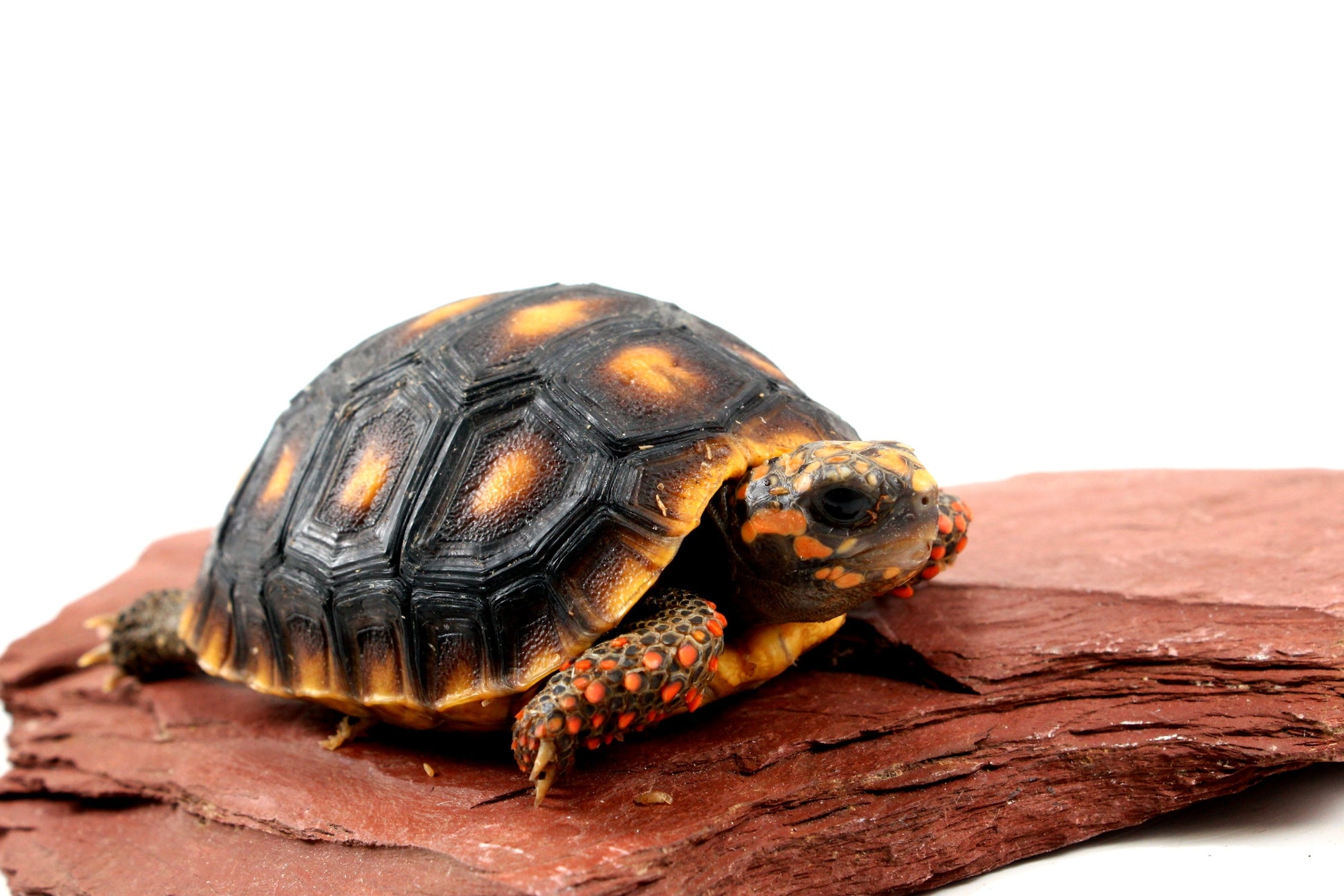 Red Foot Tortoise All Reptiles