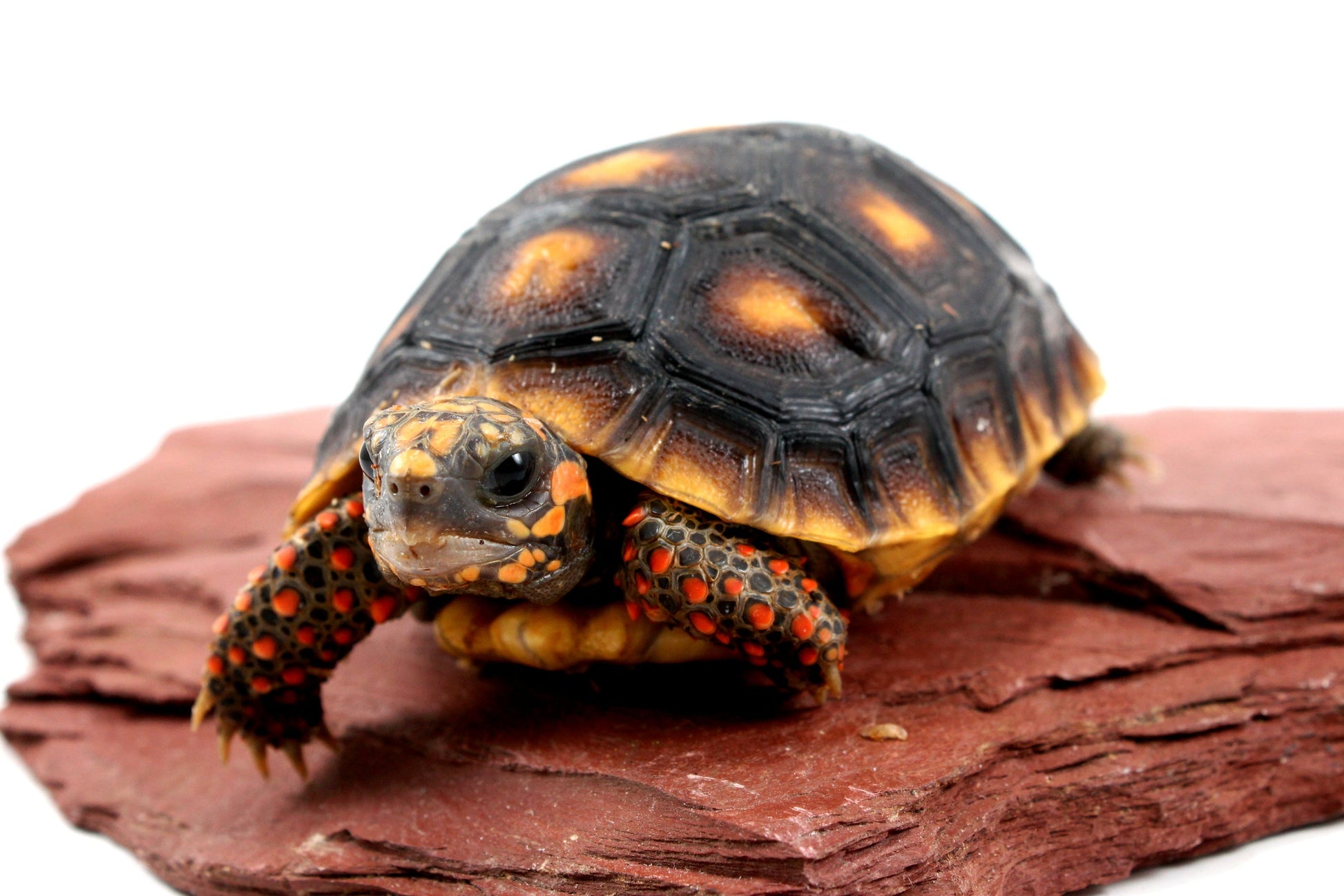 Red Foot Tortoise All Reptiles