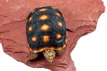 Red Foot Tortoise All Reptiles