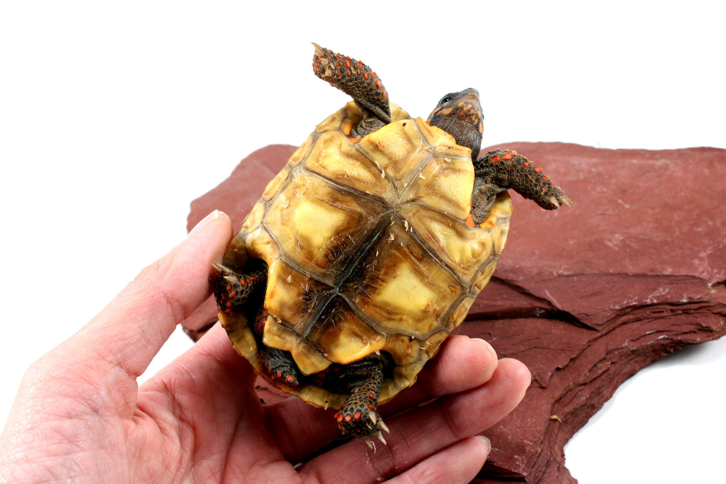 Red Foot Tortoise All Reptiles