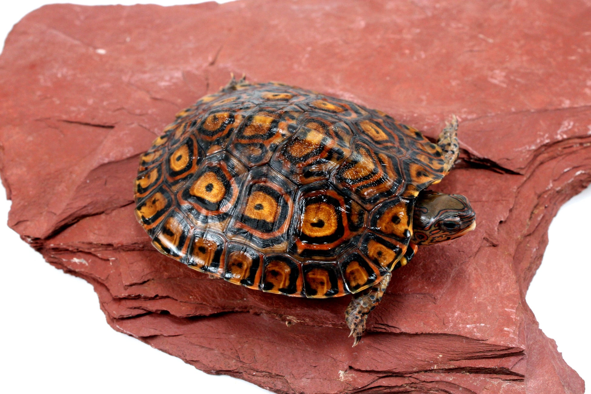 Ornate Wood Turtle All Reptiles