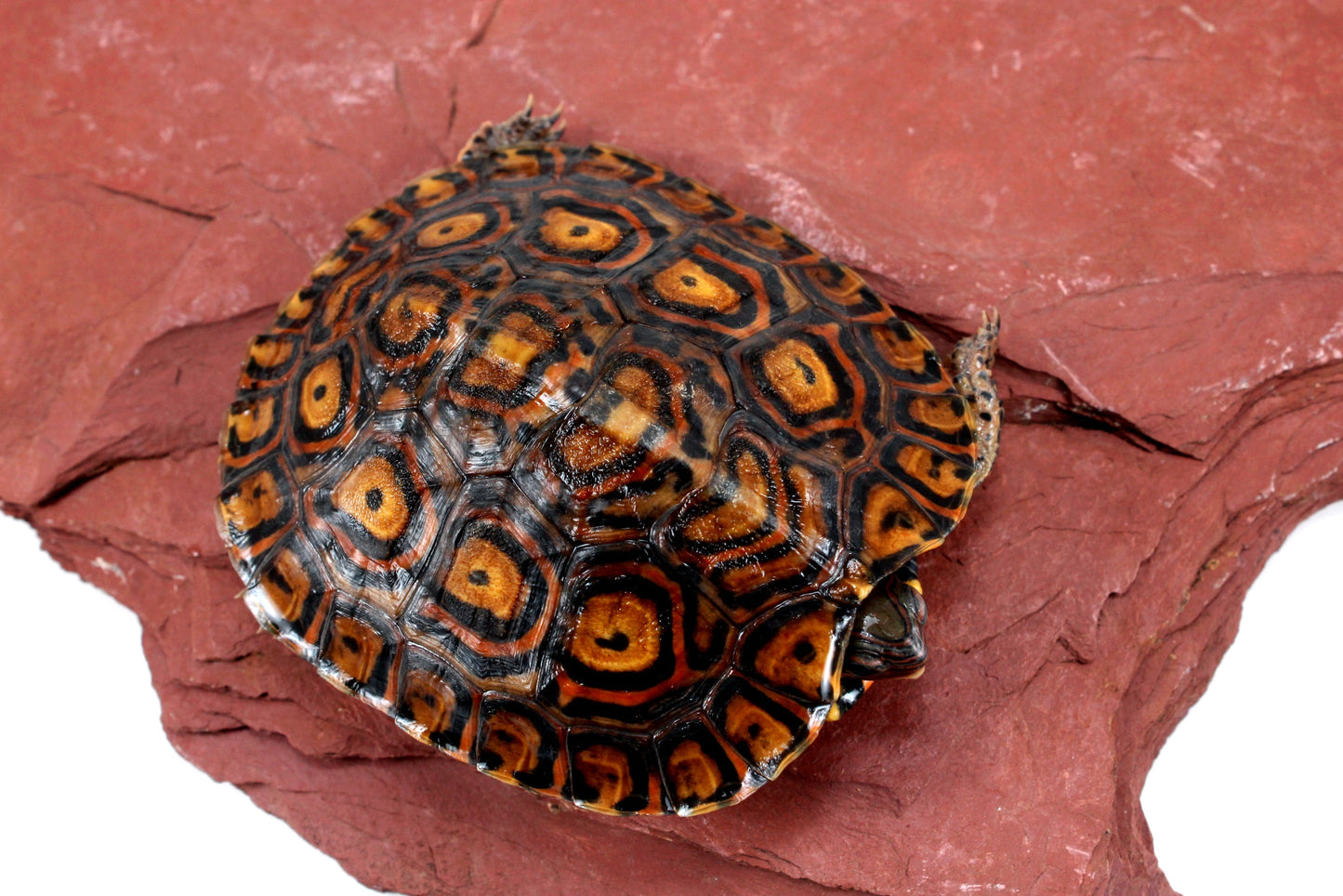 Ornate Wood Turtle All Reptiles