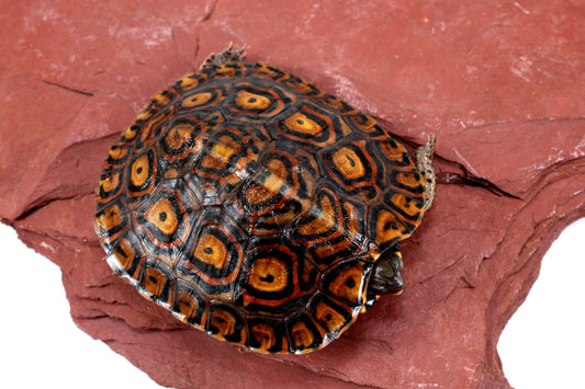 Ornate Wood Turtle All Reptiles