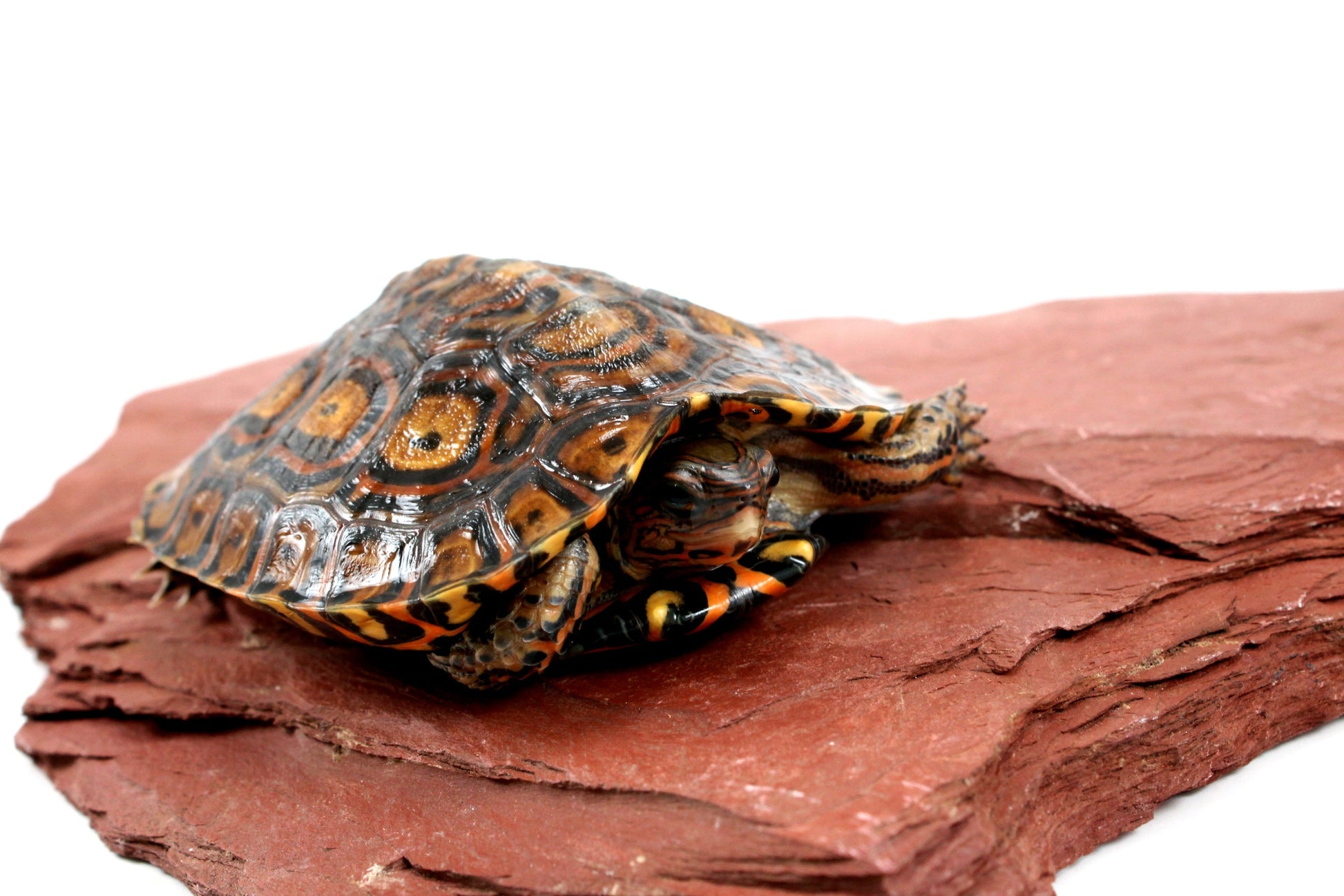 Ornate Wood Turtle All Reptiles