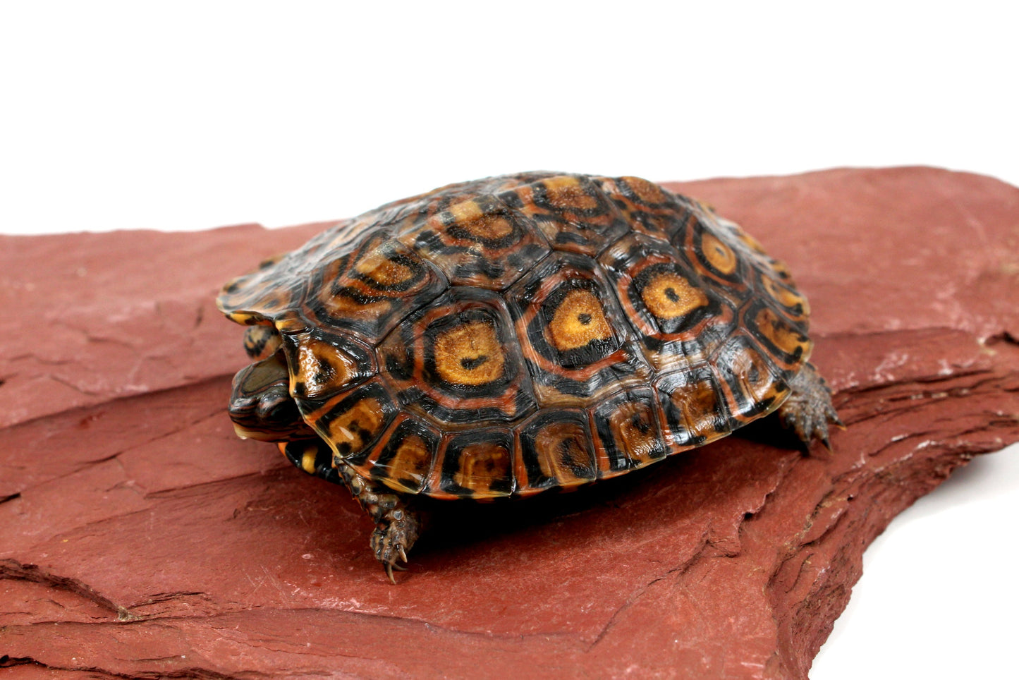 Ornate Wood Turtle All Reptiles