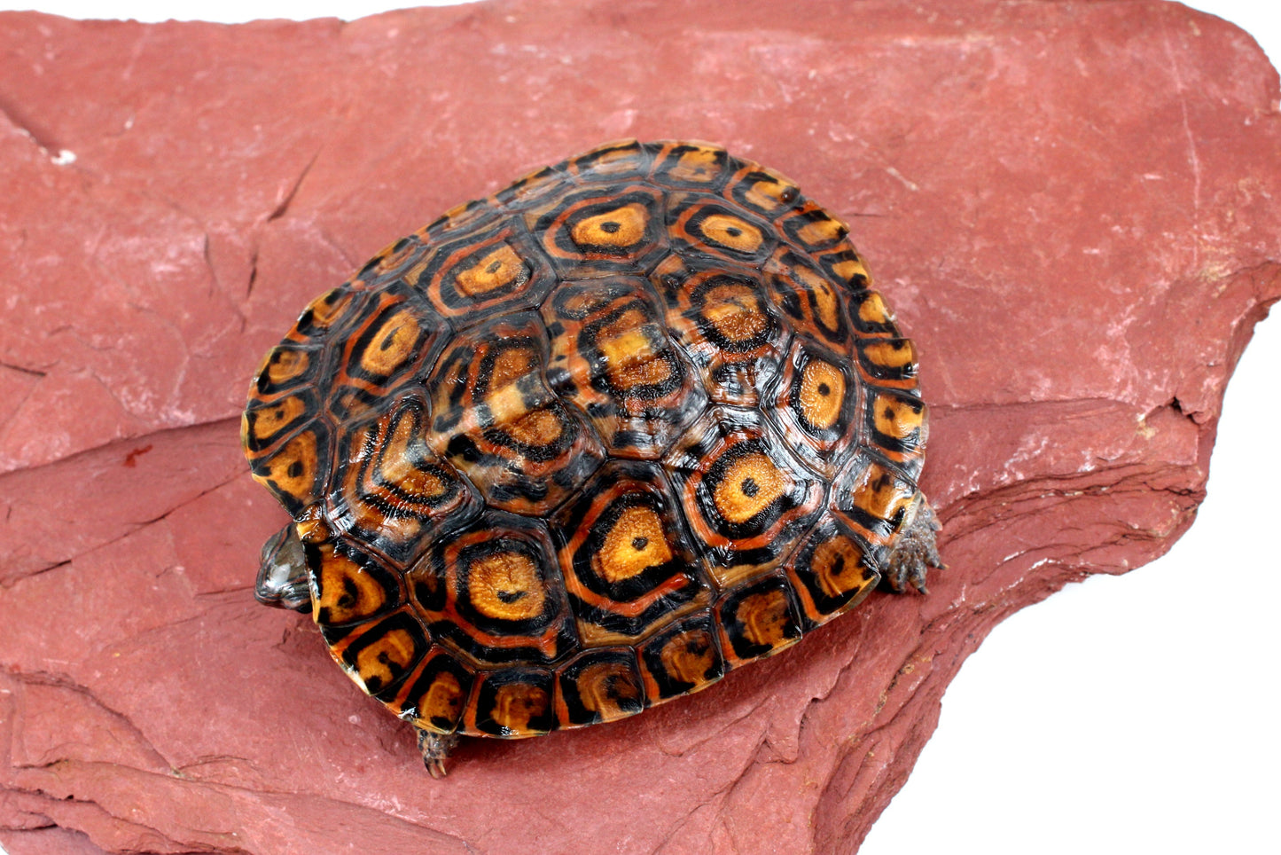 Ornate Wood Turtle All Reptiles