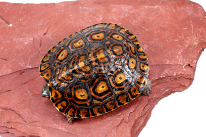 Ornate Wood Turtle All Reptiles