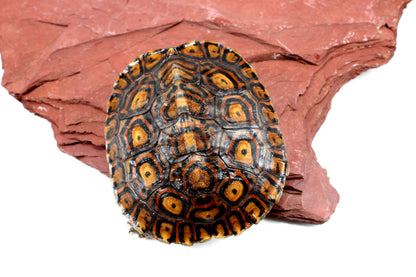 Ornate Wood Turtle All Reptiles