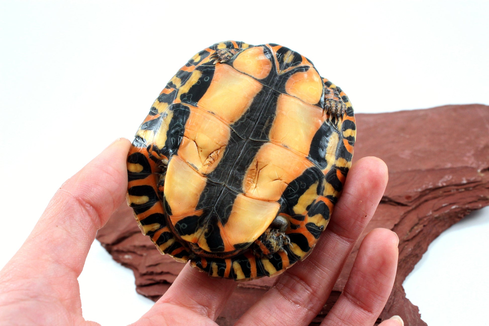 Ornate Wood Turtle All Reptiles