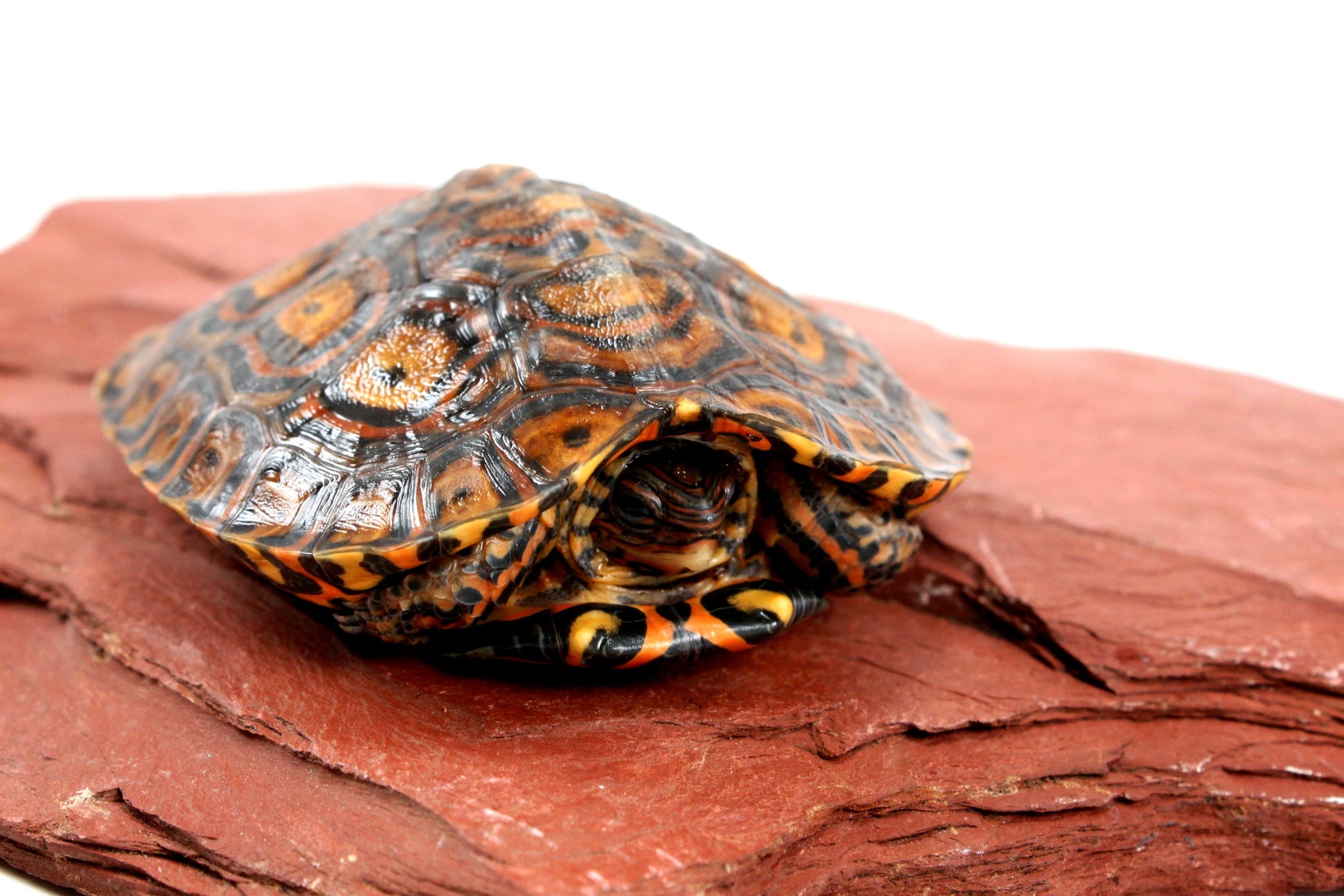 Ornate Wood Turtle All Reptiles