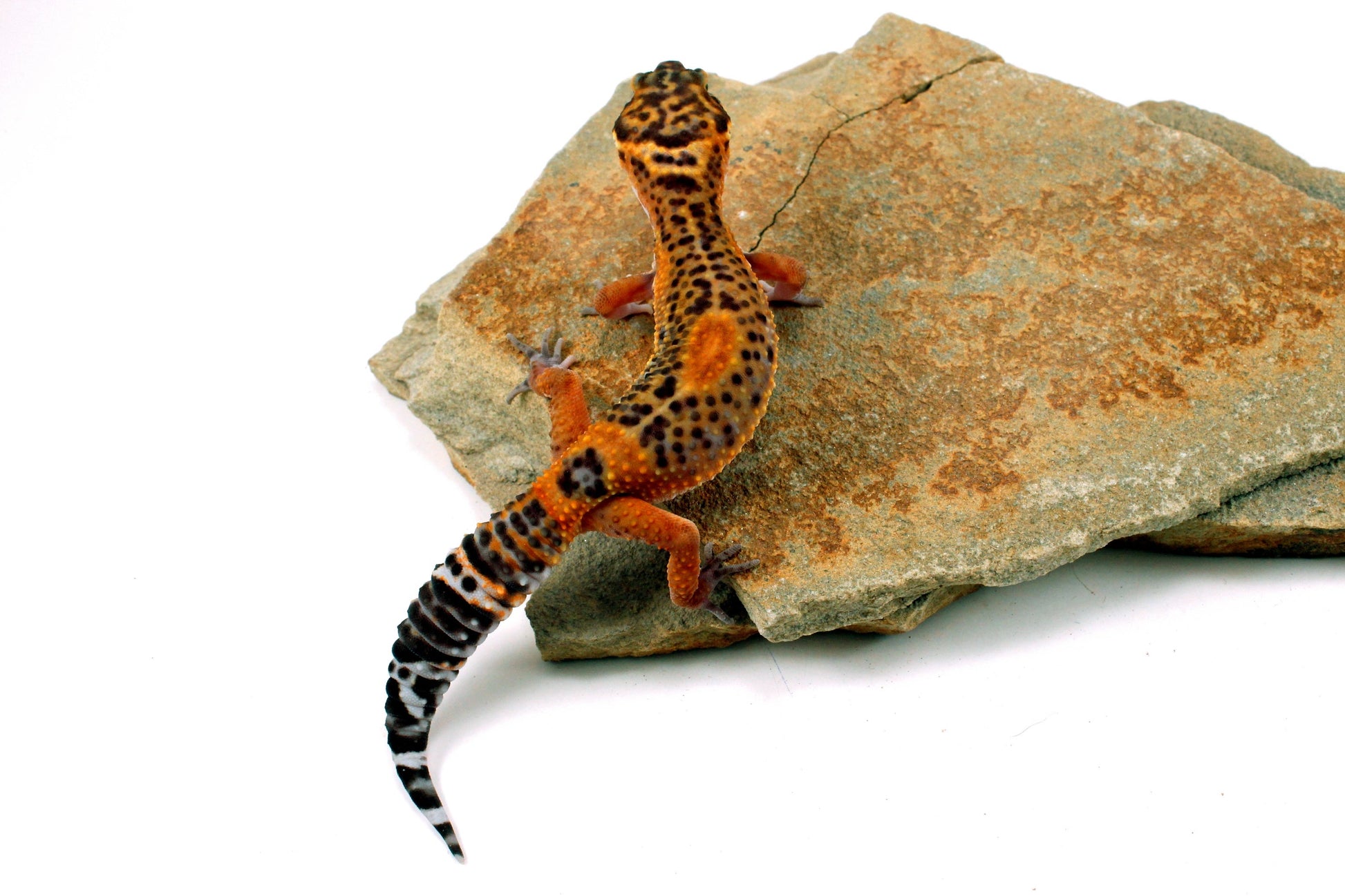 Electric Black Night Leopard Gecko All Reptiles