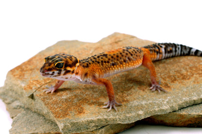 Electric Black Night Leopard Gecko All Reptiles