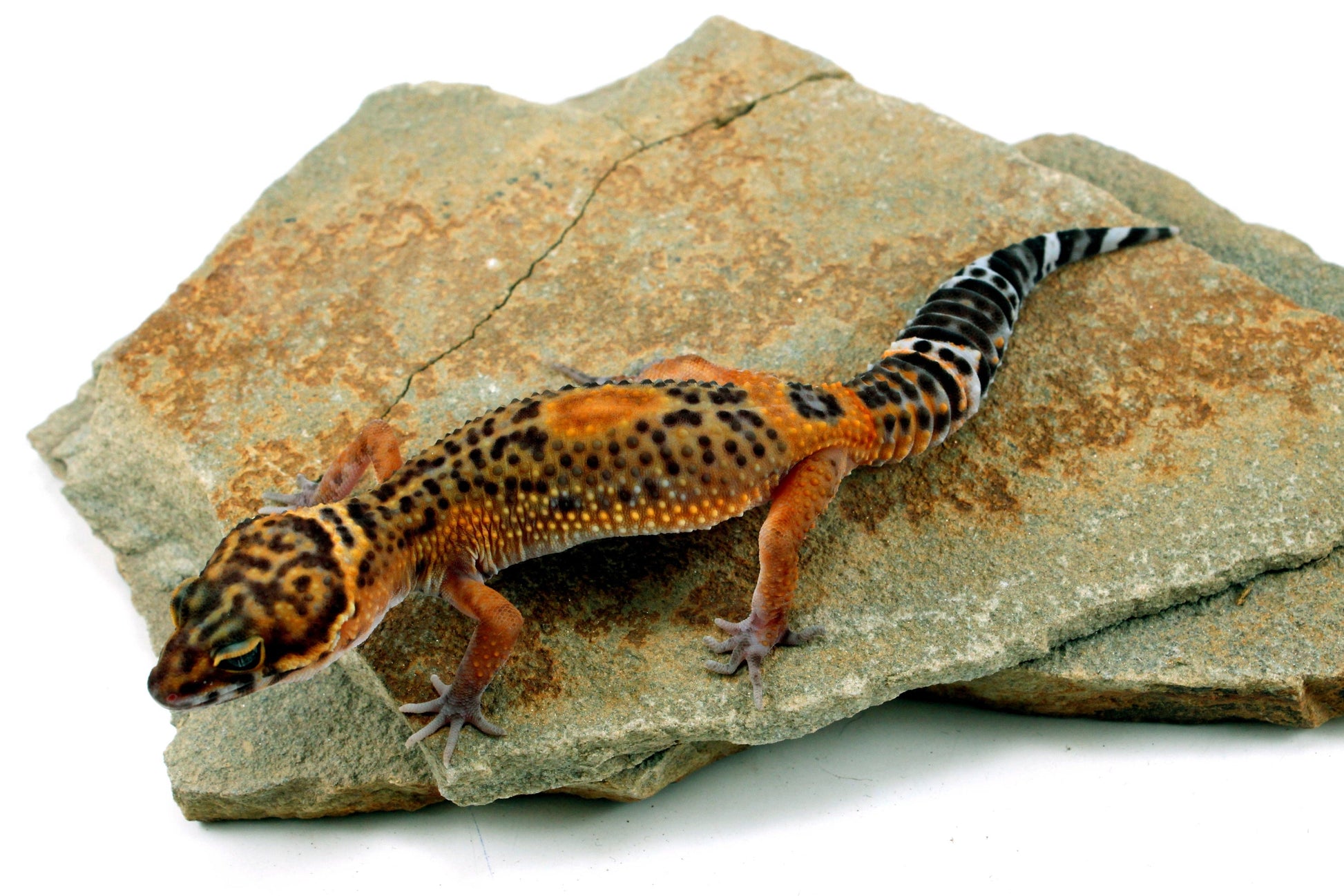 Electric Black Night Leopard Gecko All Reptiles