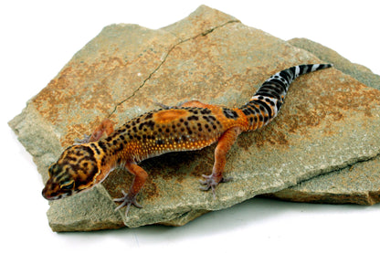 Electric Black Night Leopard Gecko All Reptiles