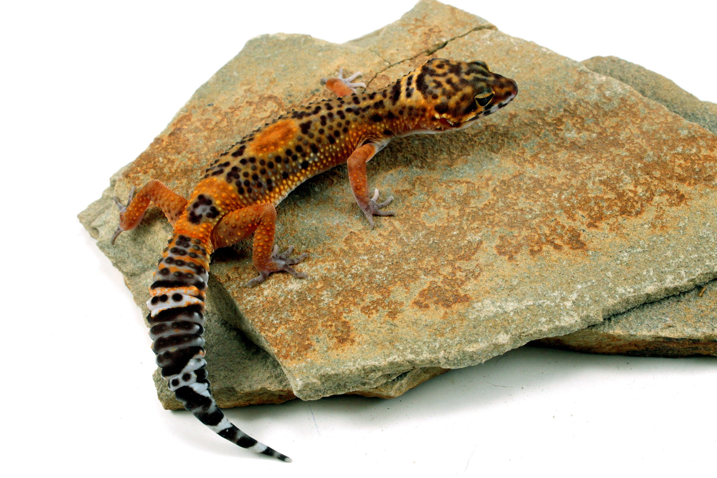 Electric Black Night Leopard Gecko All Reptiles