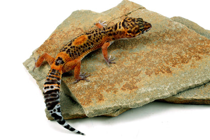 Electric Black Night Leopard Gecko All Reptiles