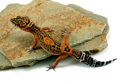 Electric Black Night Leopard Gecko All Reptiles