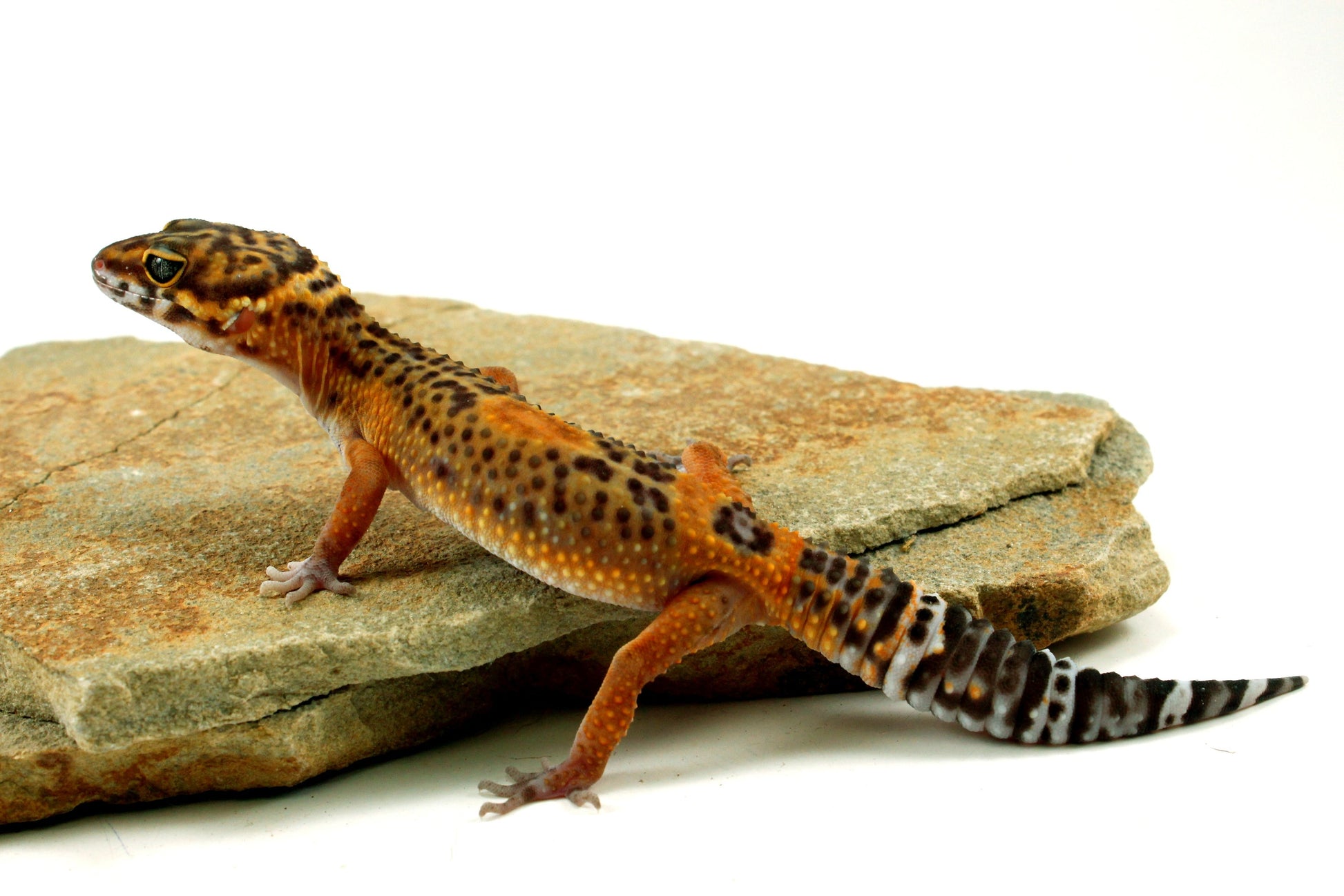 Electric Black Night Leopard Gecko All Reptiles