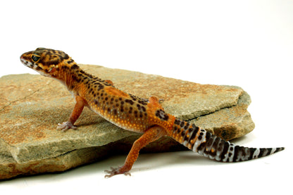 Electric Black Night Leopard Gecko All Reptiles