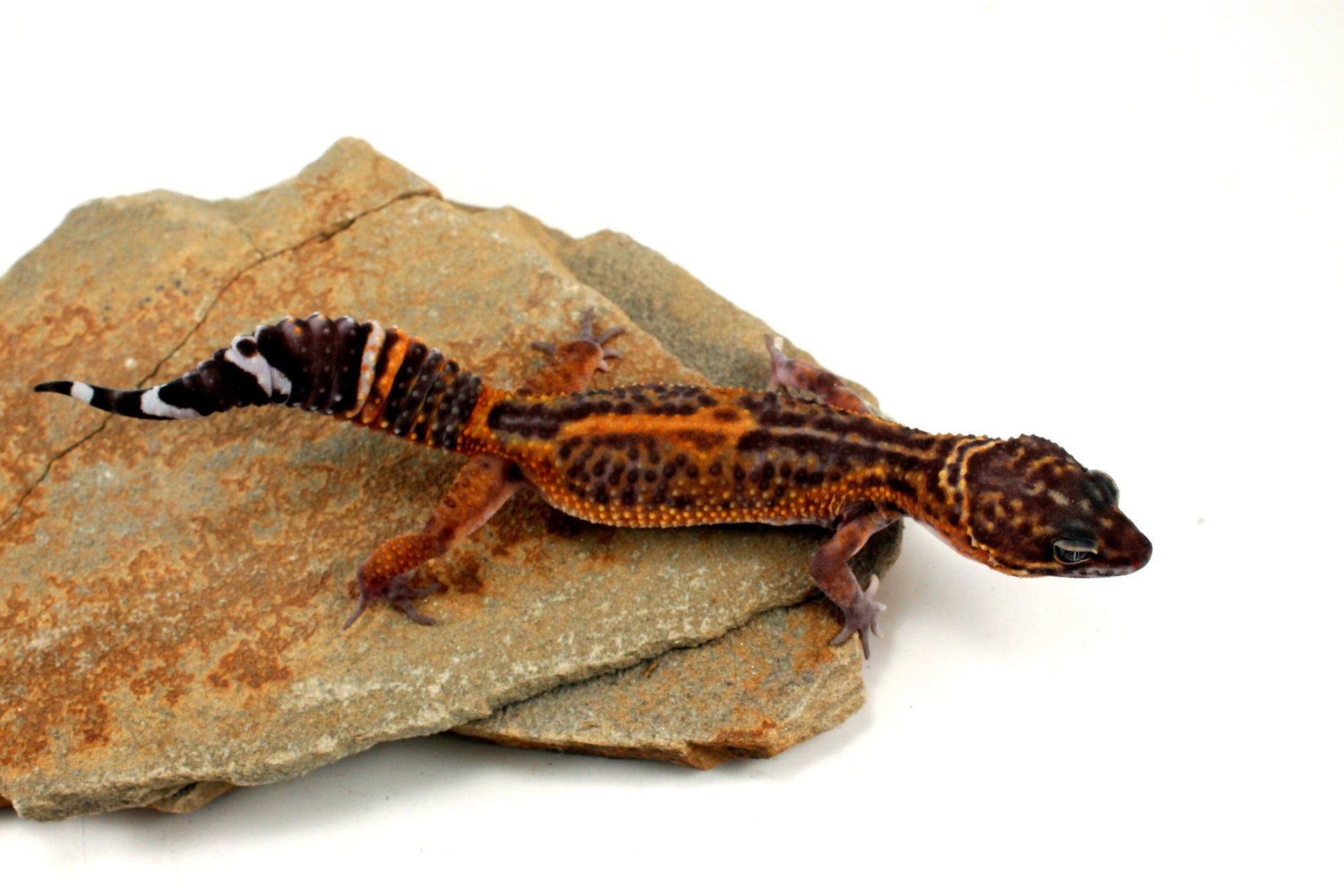 Electric Black Night Leopard Gecko All Reptiles