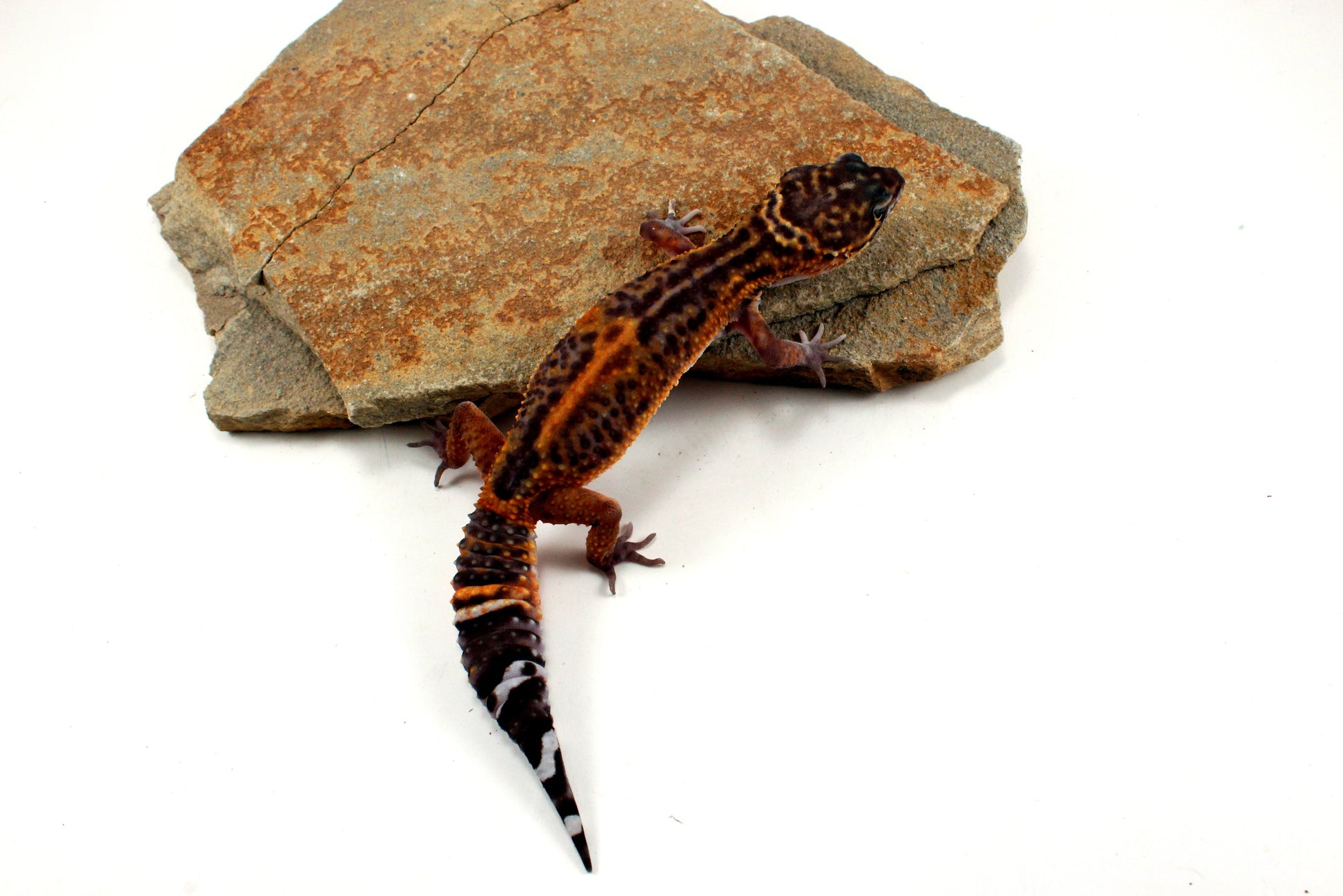 Electric Black Night Leopard Gecko All Reptiles