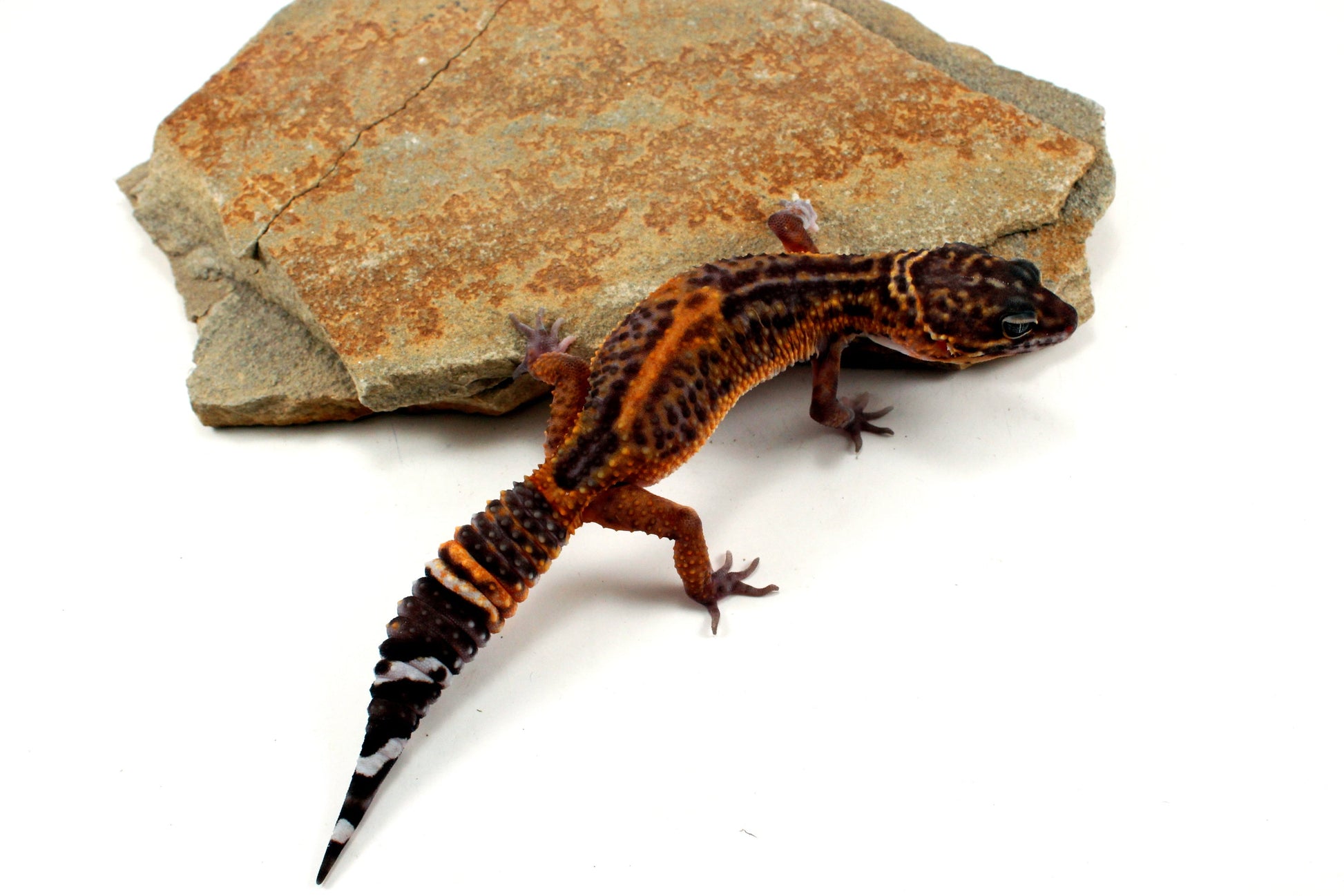 Electric Black Night Leopard Gecko All Reptiles