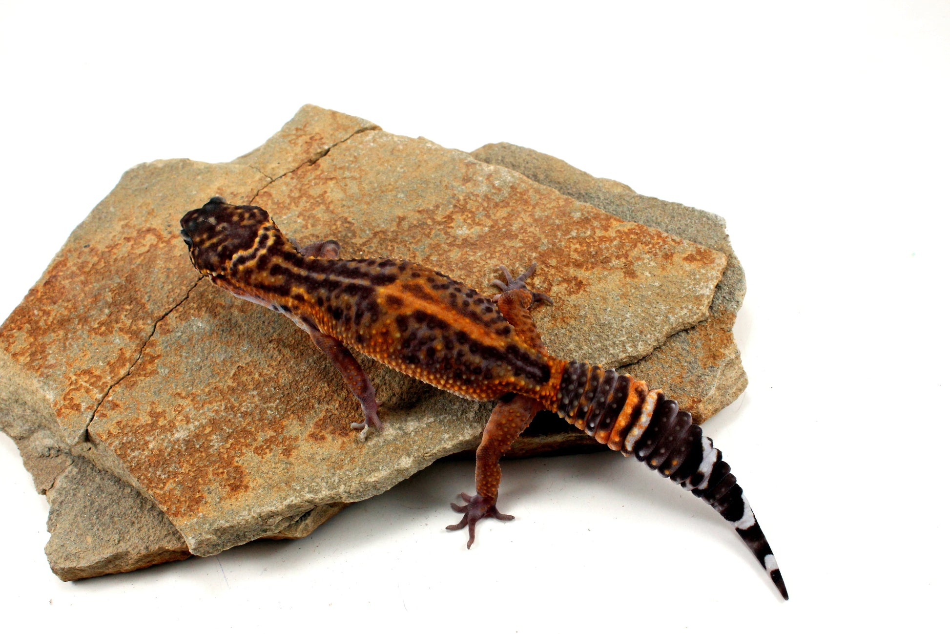 Electric Black Night Leopard Gecko All Reptiles