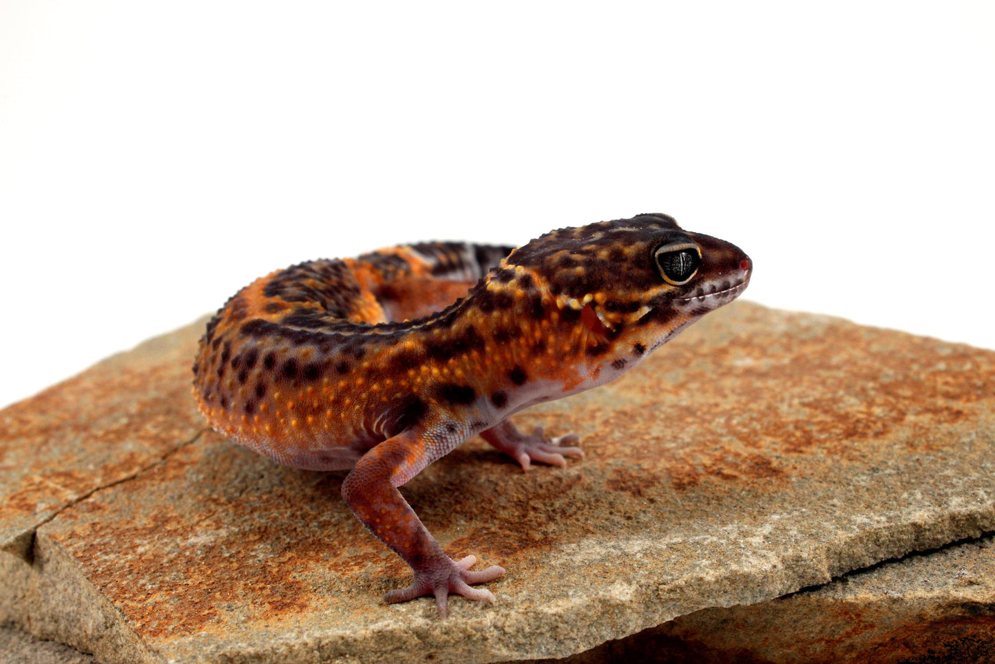 Electric Black Night Leopard Gecko All Reptiles