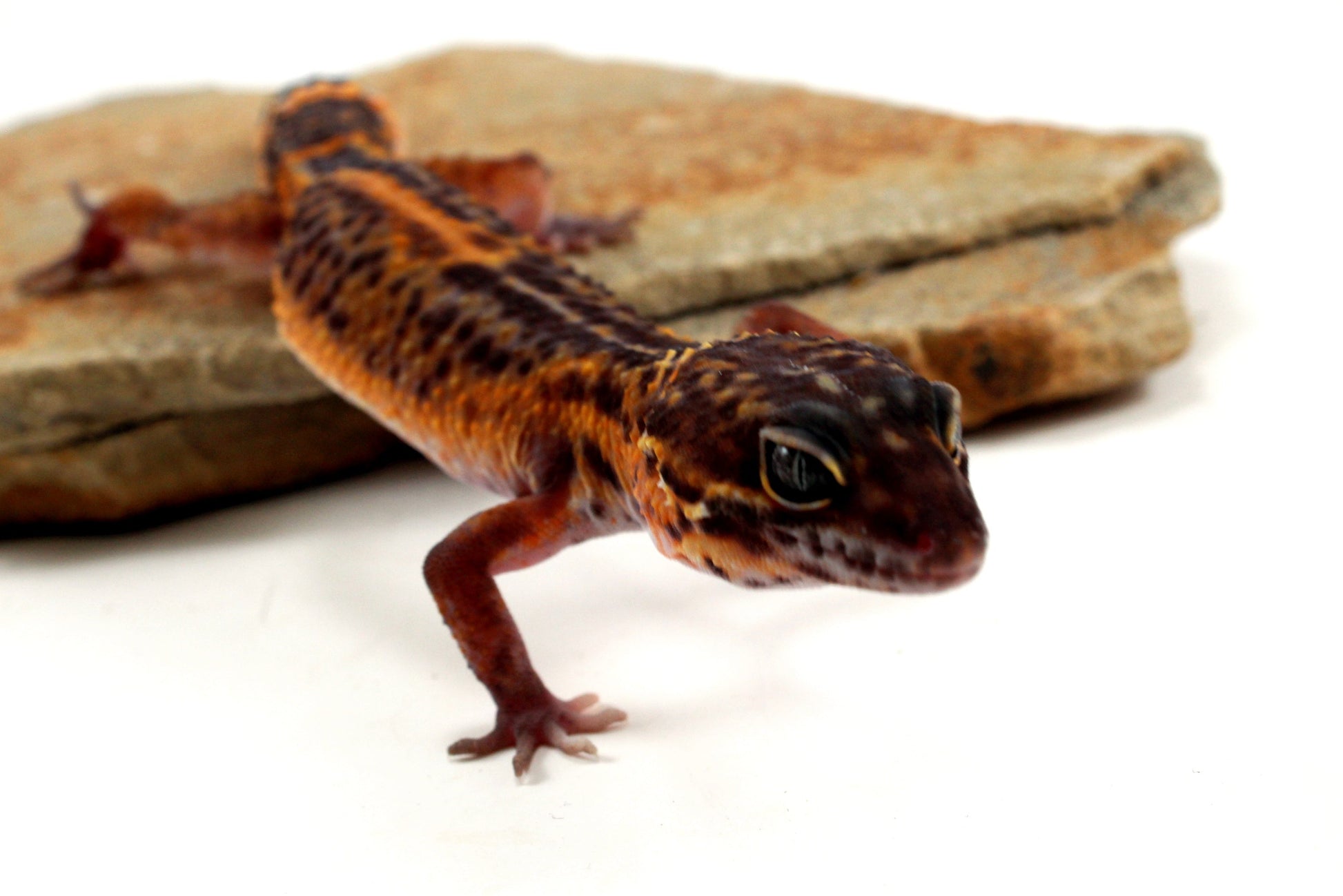 Electric Black Night Leopard Gecko All Reptiles