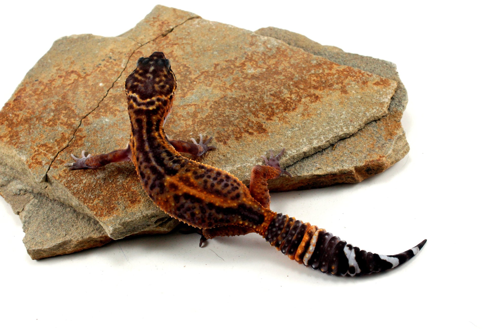 Electric Black Night Leopard Gecko All Reptiles