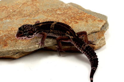 Medium Grade Black Night Leopard Gecko All Reptiles