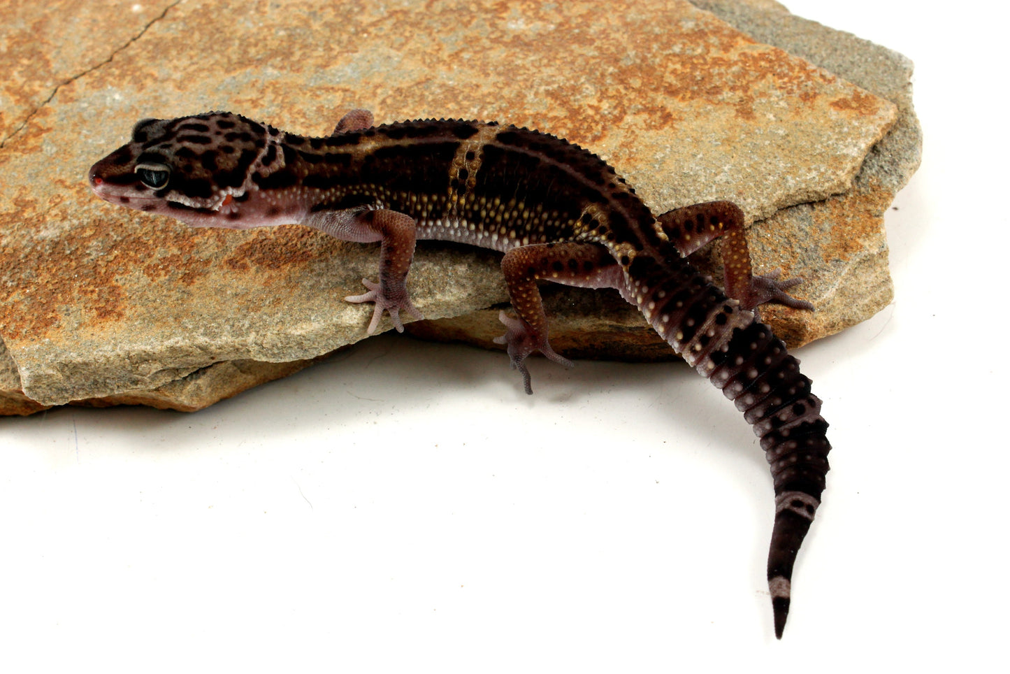 Medium Grade Black Night Leopard Gecko All Reptiles