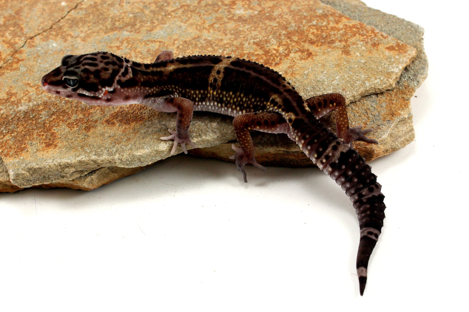 Medium Grade Black Night Leopard Gecko All Reptiles