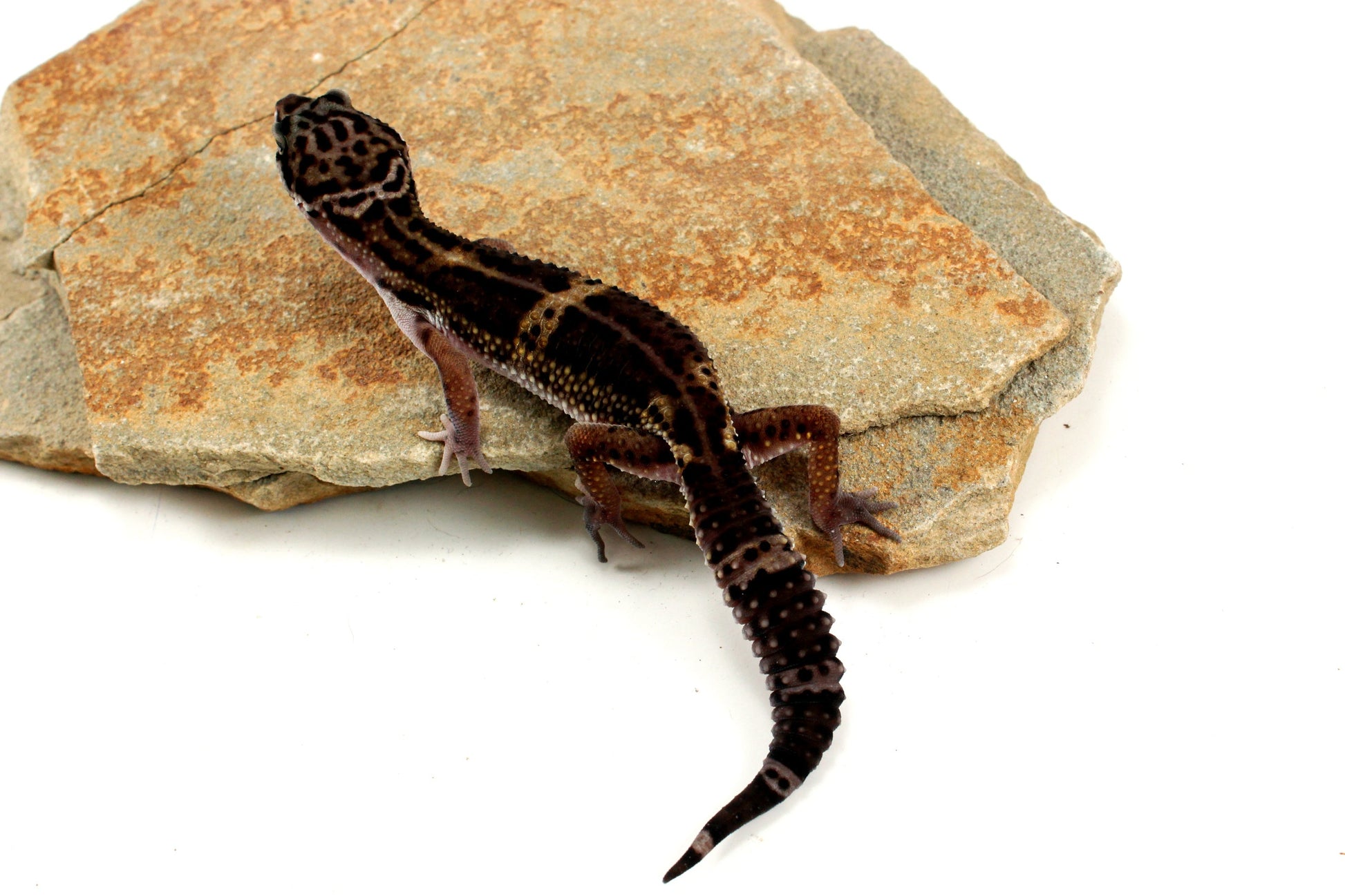Medium Grade Black Night Leopard Gecko All Reptiles