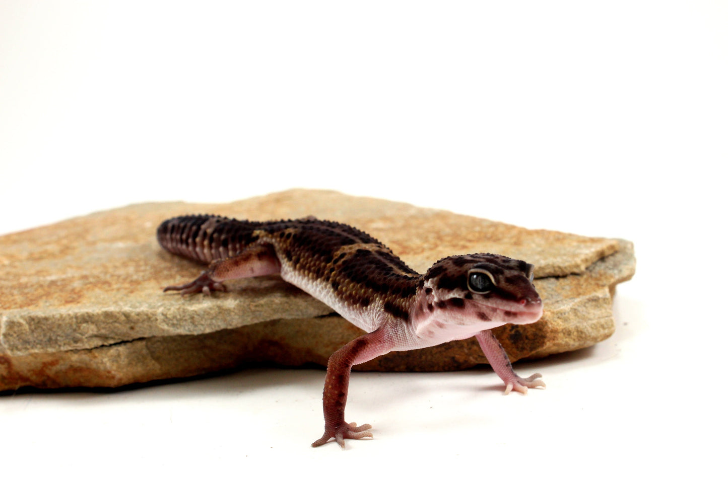 Medium Grade Black Night Leopard Gecko All Reptiles