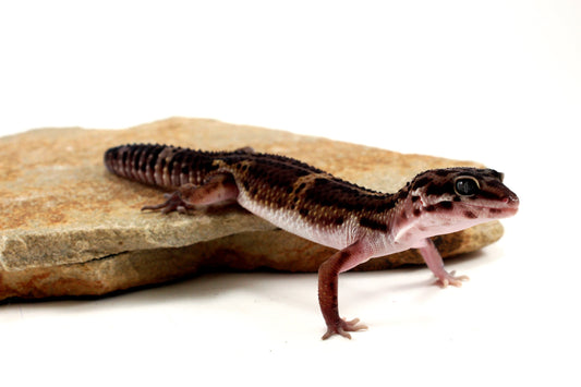 Medium Grade Black Night Leopard Gecko All Reptiles